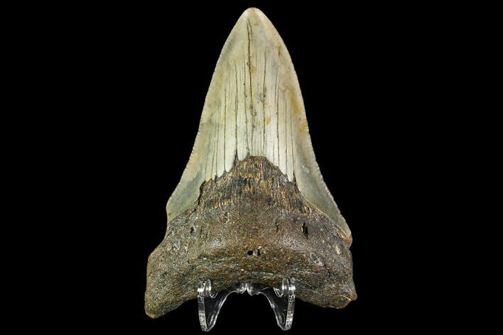 Fossil Megalodon Tooth - North Carolina #109869